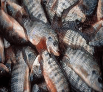Tilapia
